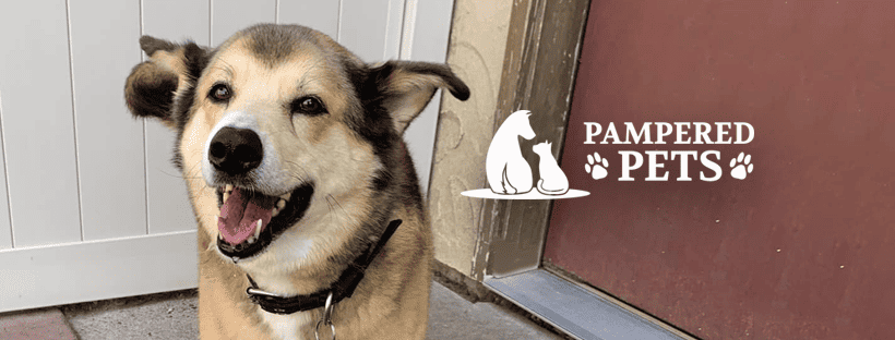 Photo of a happy dog outside a doorway with the pampered pets logo in white on the right side
